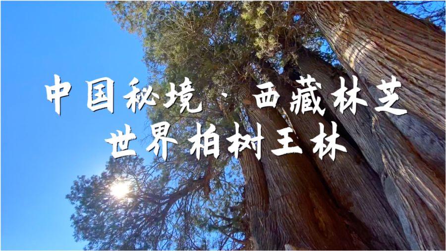 纵览·新春走基层|走近春运“守护人”——我在机场“推飞机”